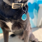 Pet Tag | Stainless Steel | Circle