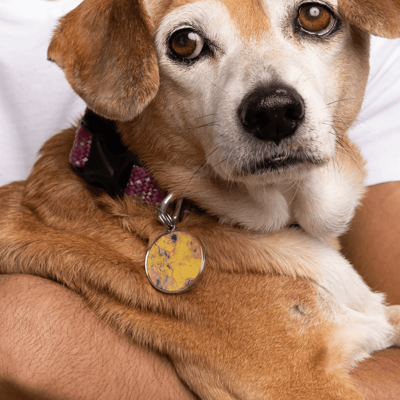 Pet Tag