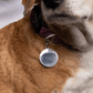 Pet Tag | Stainless Steel | Circle